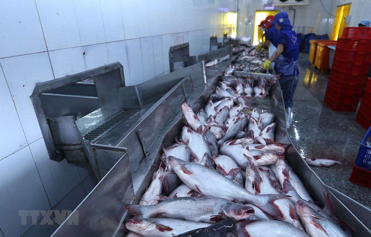 Cơ hội bứt phá cho xuất khẩu cá tra: Lần đầu vượt mốc 2 tỷ USD