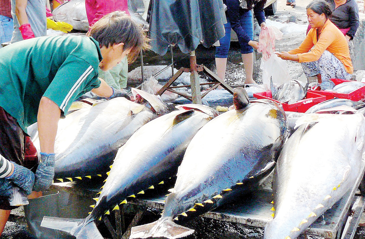Hy Lạp chuộng cá ngừ nhập khẩu từ Việt Nam