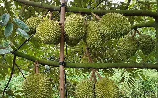 EU giảm 50% số lượng cảnh báo đối với nông sản Việt