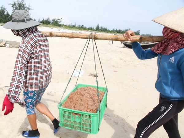 Thời tiết thuận lợi, ngư dân Quảng Trị được mùa ruốc biển