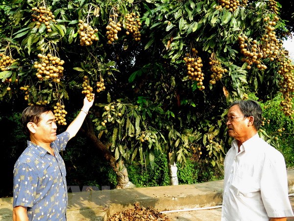Triển vọng xuất khẩu trái cây Việt Nam đạt kim ngạch 10 tỷ USD