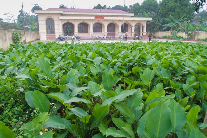 Sắc xanh của làng trồng lá dong Tràng Cát bên bờ sông Đáy