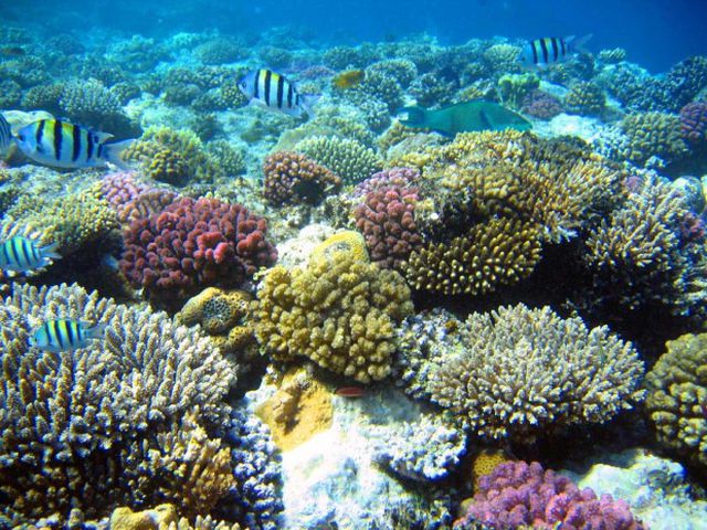 5 điểm ngắm san hô đẹp nhất Việt Nam, nhất định phải khám phá một lần trong đời