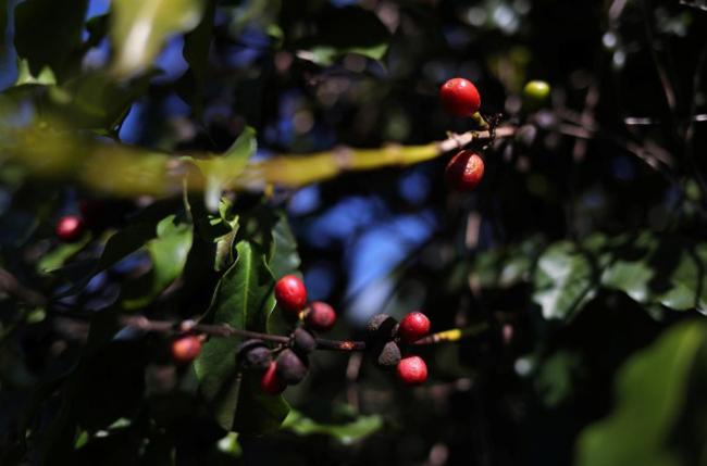 Việt Nam, Brazil củng cố vị trí hàng đầu trên thị trường cà phê thế giới