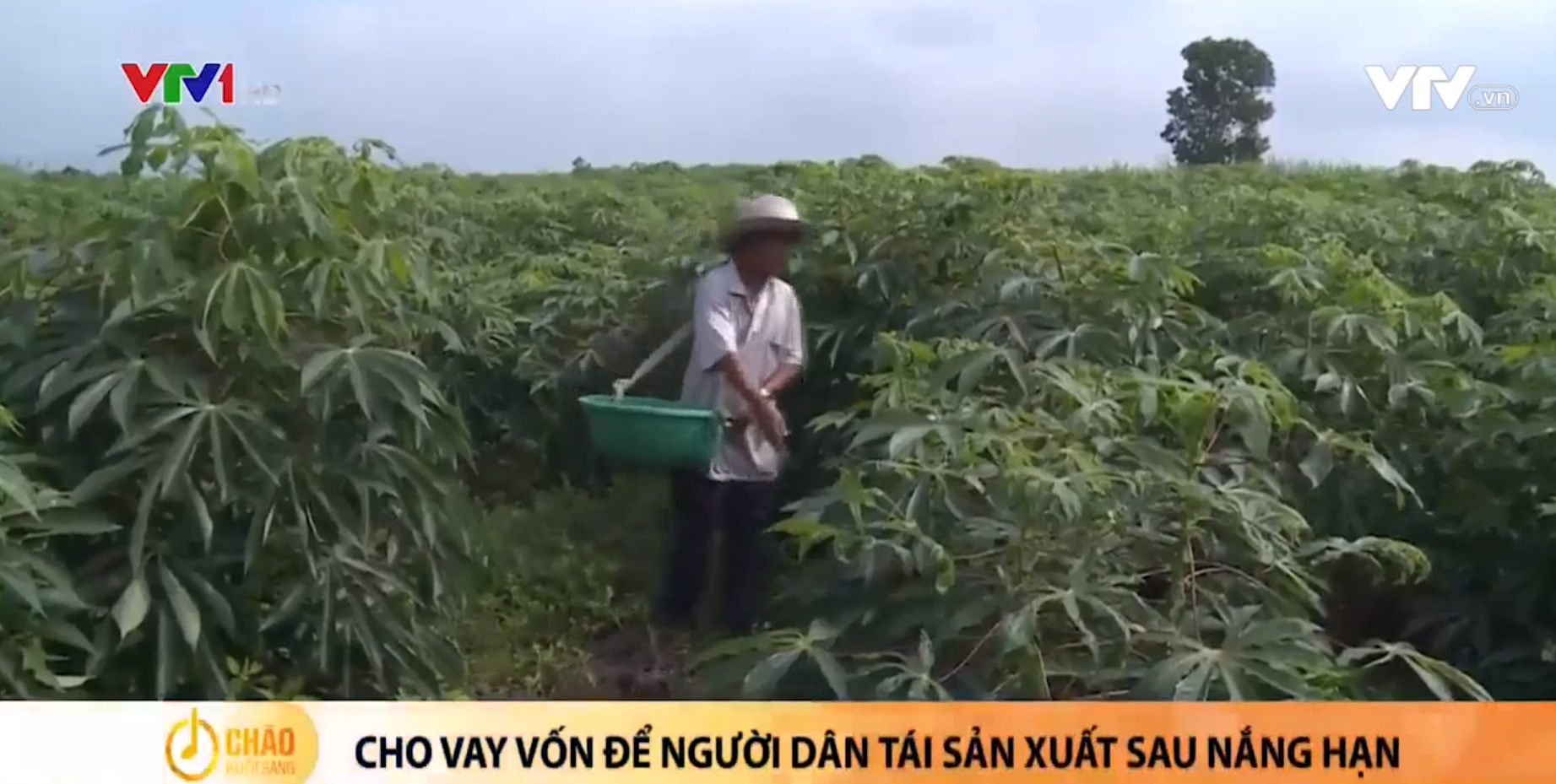 Phú Yên không để nông dân thiếu vốn tái đầu tư sau hạn hán