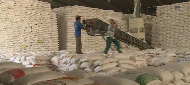 Tạm dừng ký hợp đồng xuất khẩu gạo mới