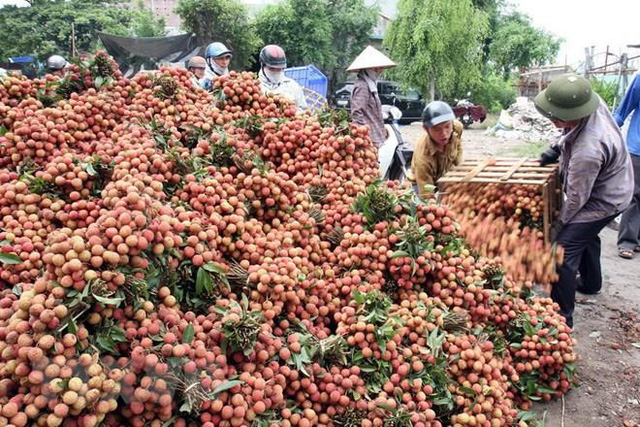 Xuất khẩu hơn 6.000 tấn vải thiều Thanh Hà bằng đường biển