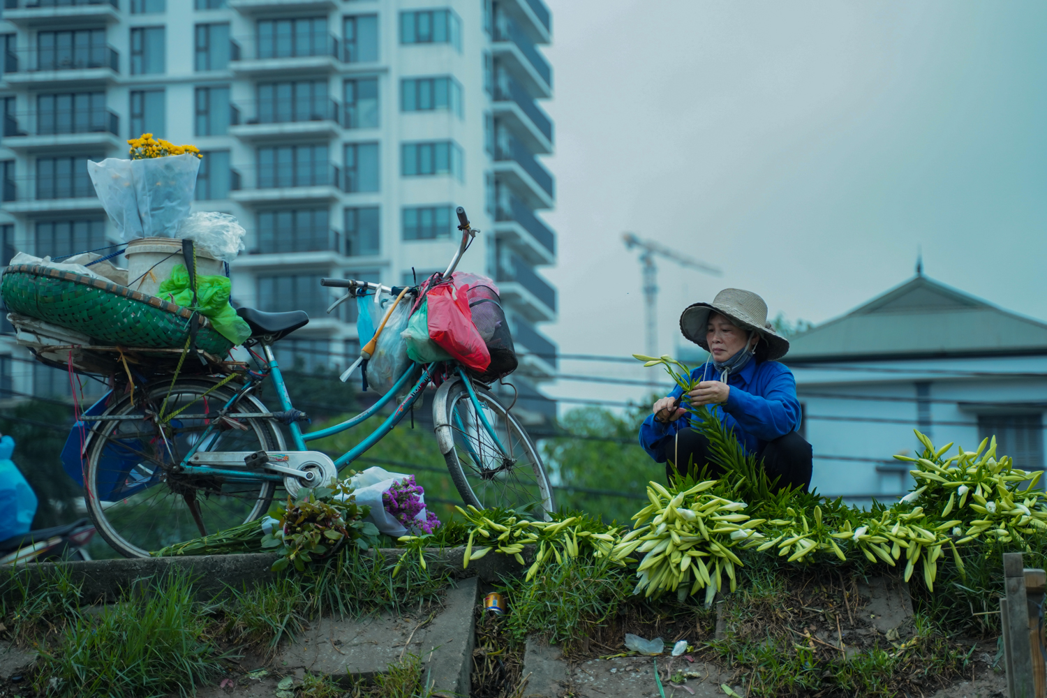 Hoa loa kèn tháng 4 ở thủ đô Hà Nội