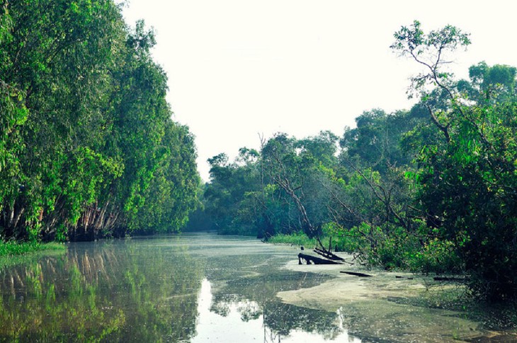 Vẻ đẹp rừng tràm Trà Sư ở An Giang