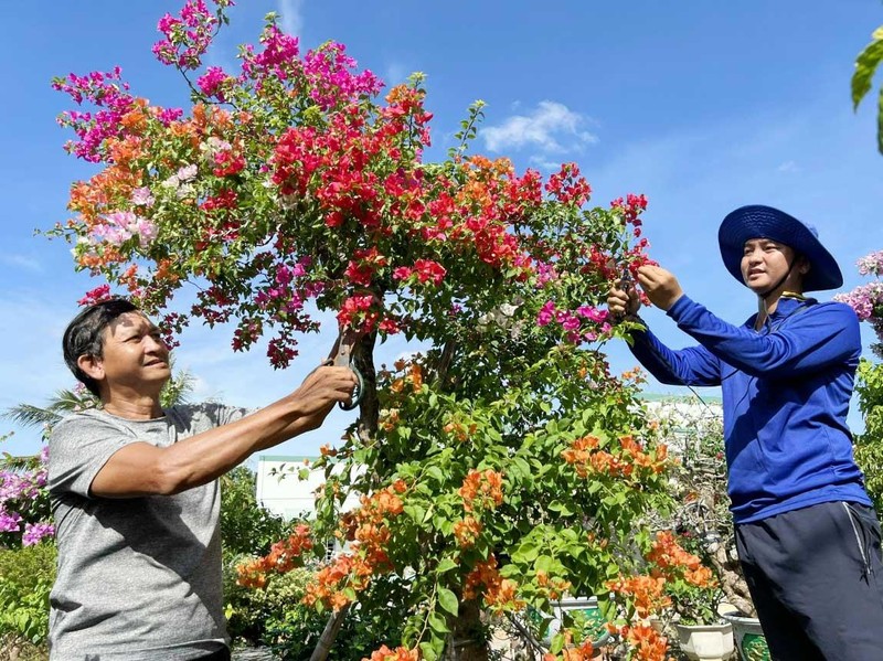 Làng hoa, cây kiểng Tây Nam Bộ vào vụ Tết