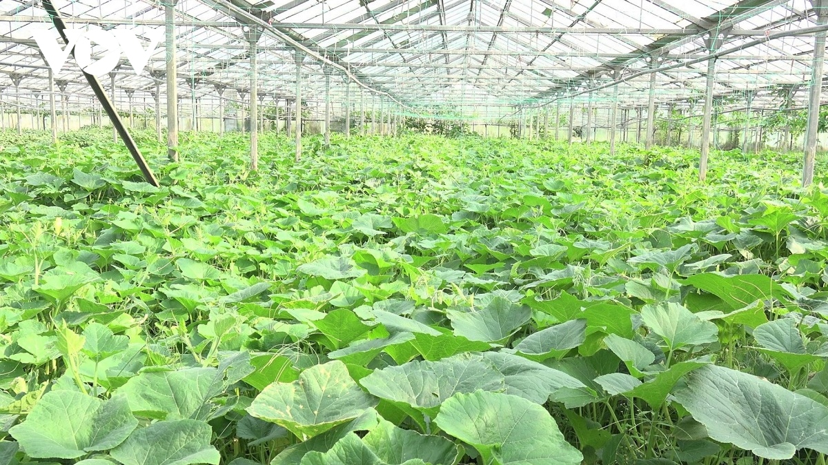 Người Việt làm giàu trên những thửa ruộng của Séc