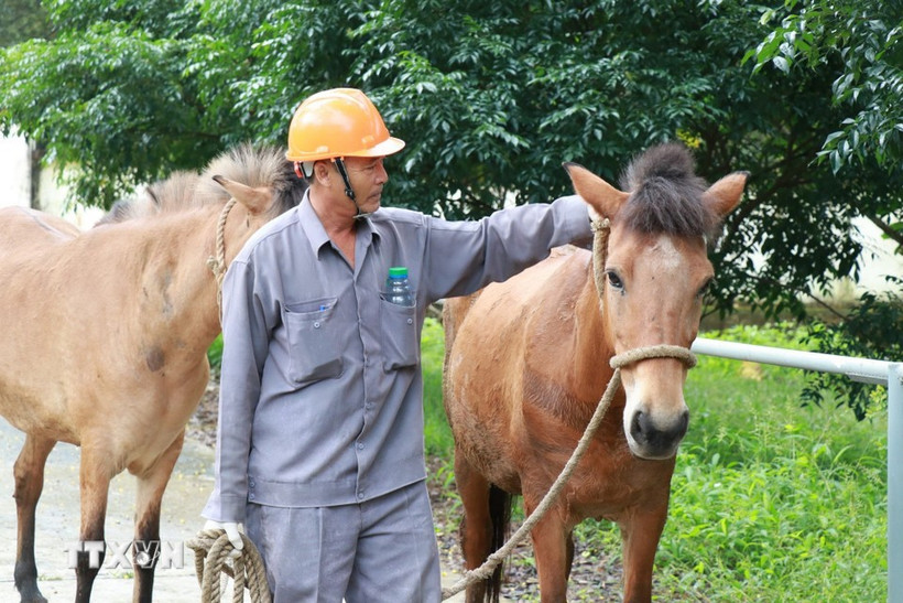 Việt Nam sẵn sàng là cầu nối chuyển giao công nghệ phát triển chăn nuôi hiện đại