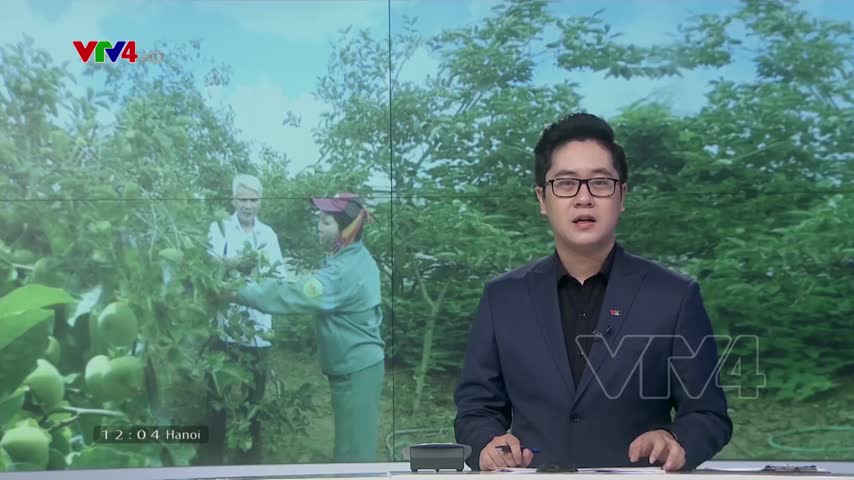 Người cựu chiến binh thành công với giống hồng giòn Mộc Châu