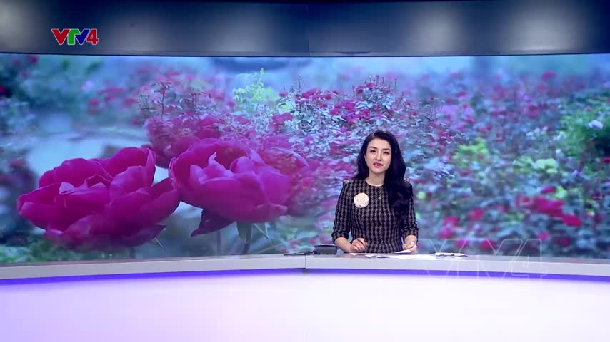 Làng hoa tết Mê Linh tất bật cho vụ Tết