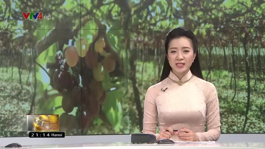 Người trồng nho Ninh Thuận thiệt hại do biến đổi khí hậu