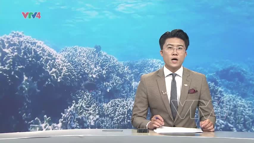 Khẩn cấp khoanh vùng bảo vệ san hô Vịnh Nha Trang