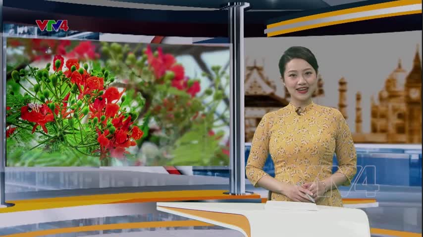 Dấu ấn tại lễ hội Hoa phượng đỏ