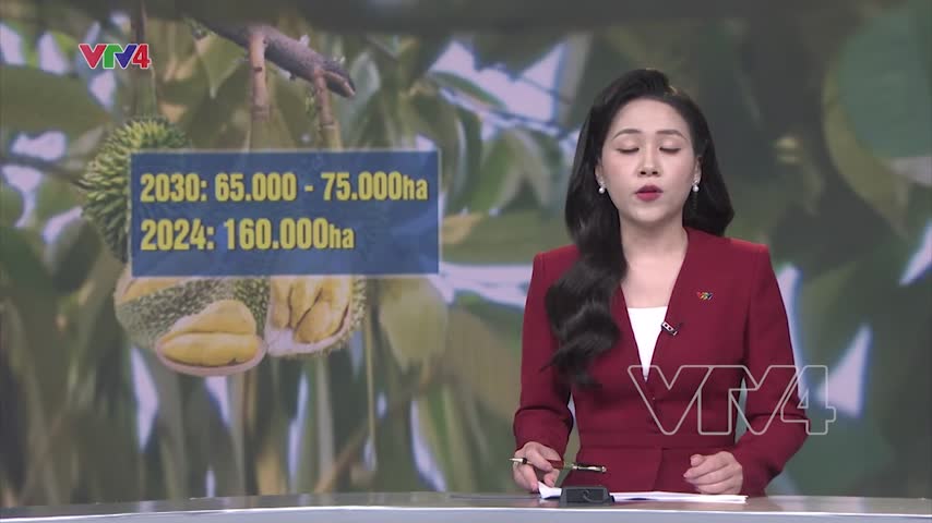 Nhà vườn sầu riêng điều chỉnh quy trình canh tác