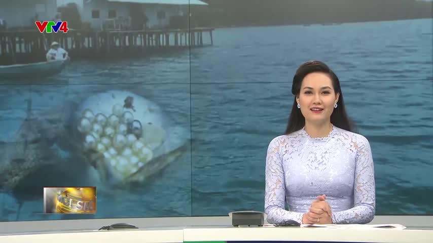 Mô hình nuôi trai bền vững gắn liền với du lịch​