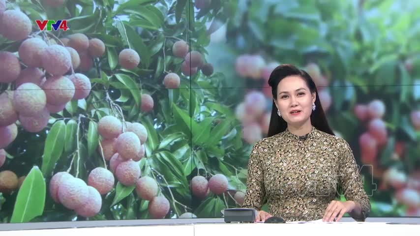 Vải thiều Việt Nam được bày bán tại Singapore