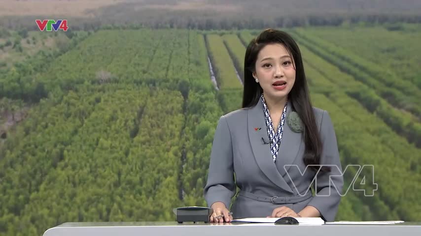 Nhịp sống dưới tán rừng tràm