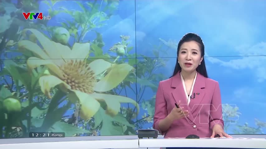 Hấp dẫn mùa hoa dã quỳ trên núi lửa Chư Đang Ya