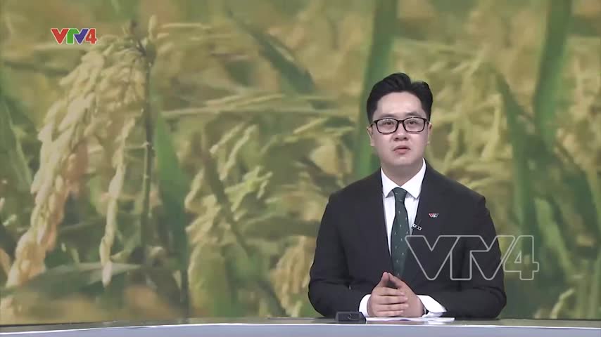 Niềm vui từ vụ mùa lúa chất lượng cao
