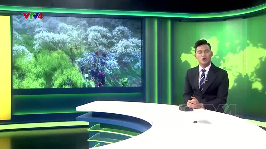 Mùa hoa mận ở Mộc Châu​