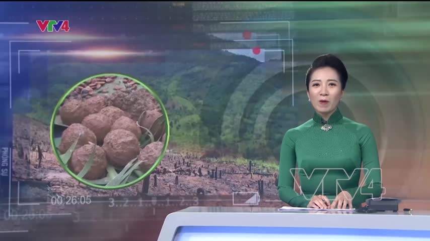 Khôi phục rừng từ 