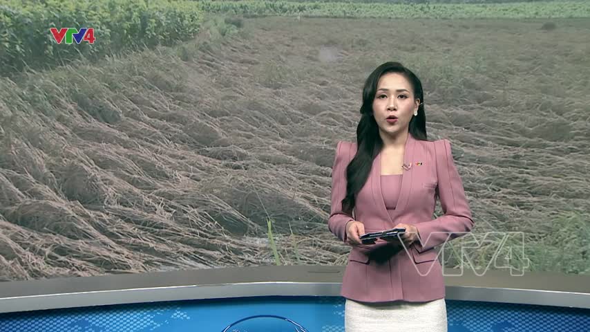 Nỗi lo sinh kế sau lũ