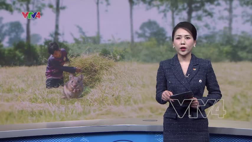 Miền Tây mùa bắt chuột đồng