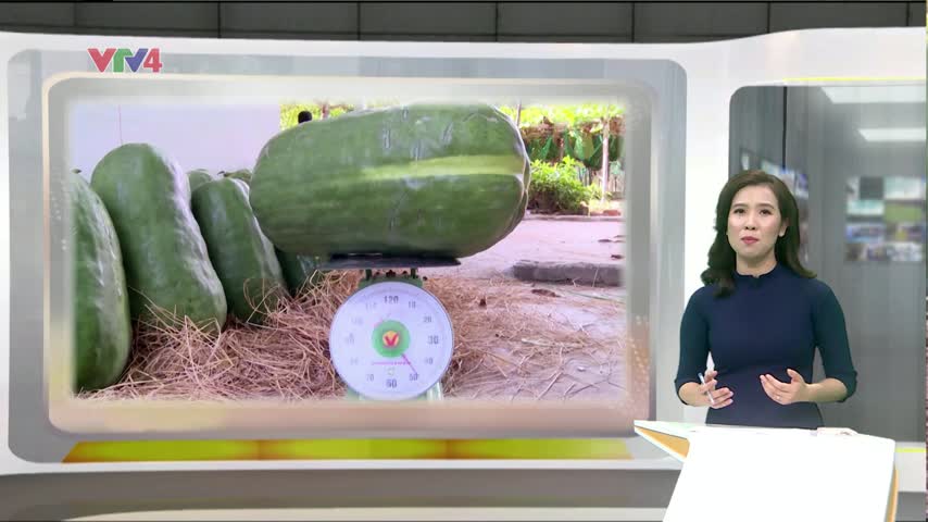 Mùa thu hoạch bí đao khổng lồ​