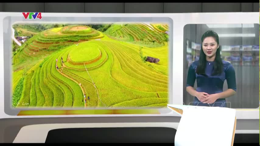 Mùa vàng Mù Cang Chải​
