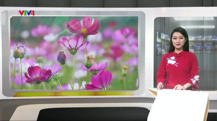 Cánh đồng hoa vùng hạn