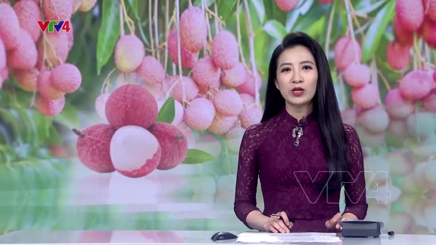 Lô vải thiều Hải Dương đầu tiên xuất ngoại