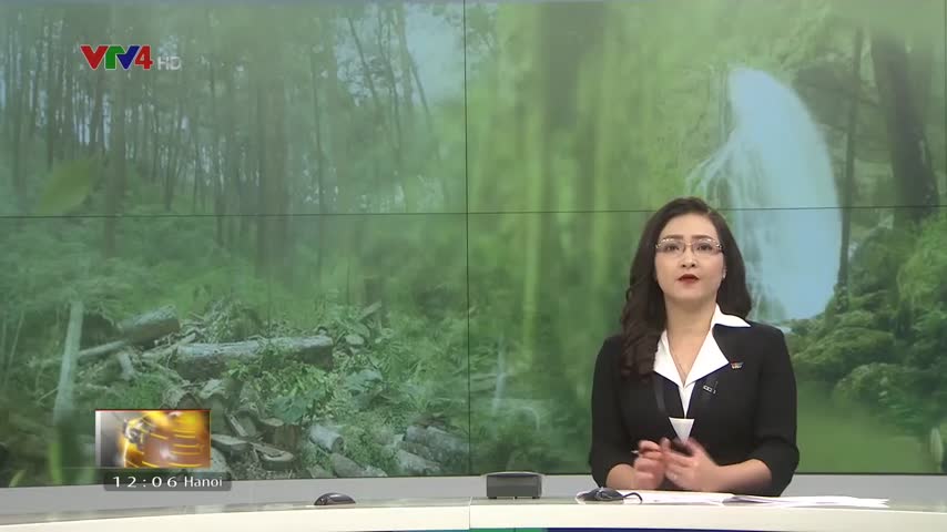 Sự thiết thực của việc chuyển đổi mô hình trồng rừng để đảm bảo nguồn gỗ cho chế biến