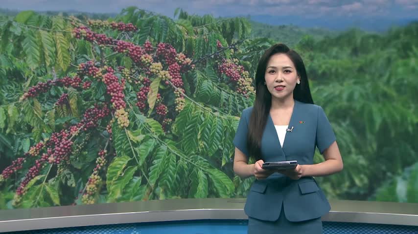 Nhiều kỳ vọng vụ cà phê bội thu