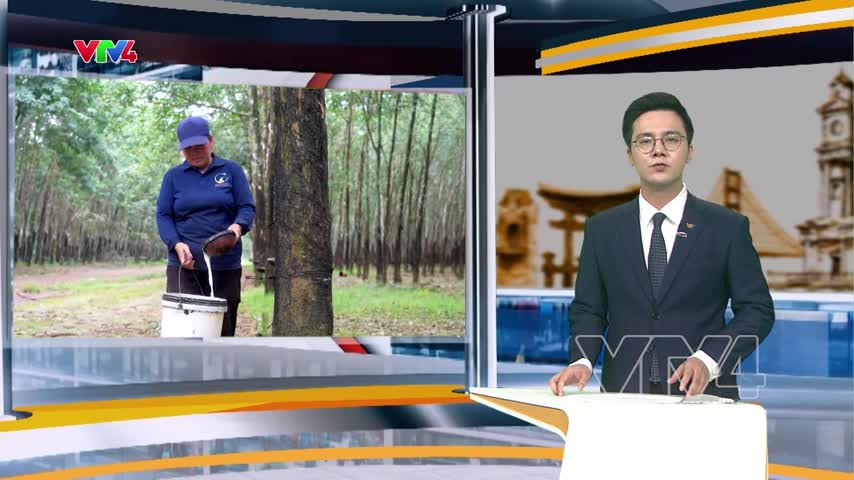 Doanh nghiệp cao su Việt Nam tại Lào hướng tới chuẩn xanh của EU