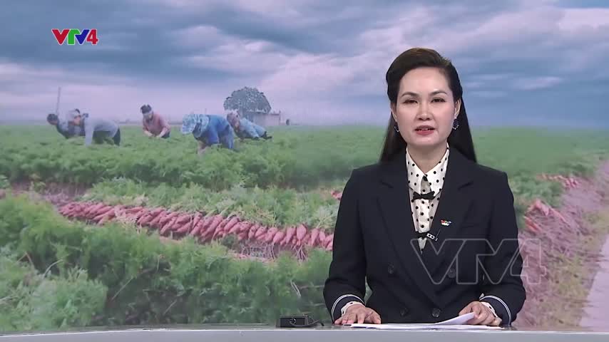 Vụ đông miền Bắc tăng tỷ lệ xuất khẩu