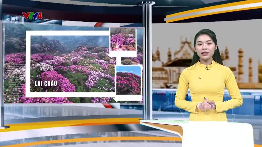 Mùa hoa rừng Tây Bắc nở rộ