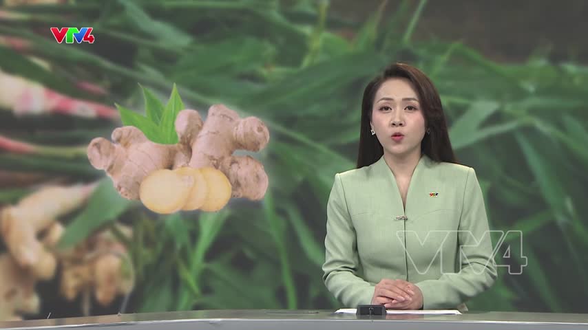  Khoa học công nghệ nâng giá trị xuất khẩu gừng hữu cơ