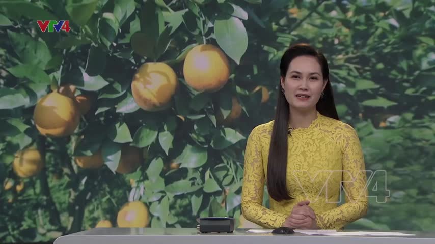 Hòa Bình chú trọng phát triển cây ăn quả có múi