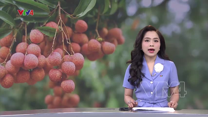 Vải được mùa, xuất khẩu giảm