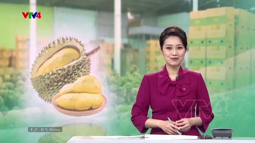 Sầu Riêng xuất khẩu thuận lợi từ đầu năm