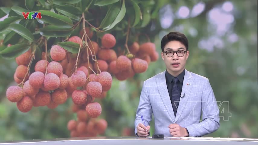 Tạo điều kiện thuận lợi nhất tiêu thụ vải thiều