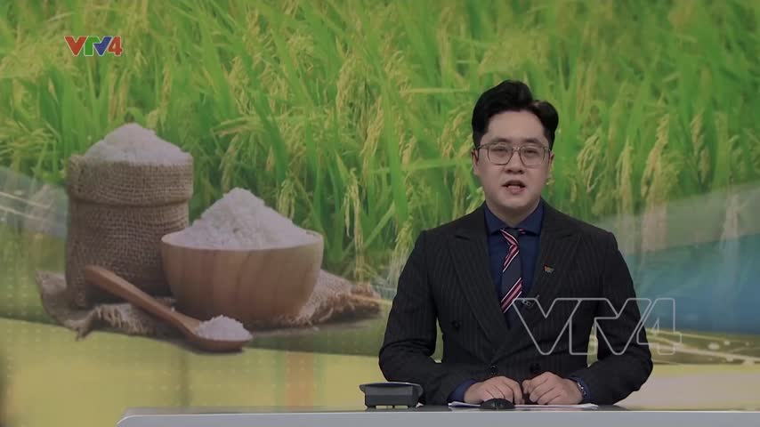 Giá gạo Việt Nam cao nhất trong hơn 15 năm 