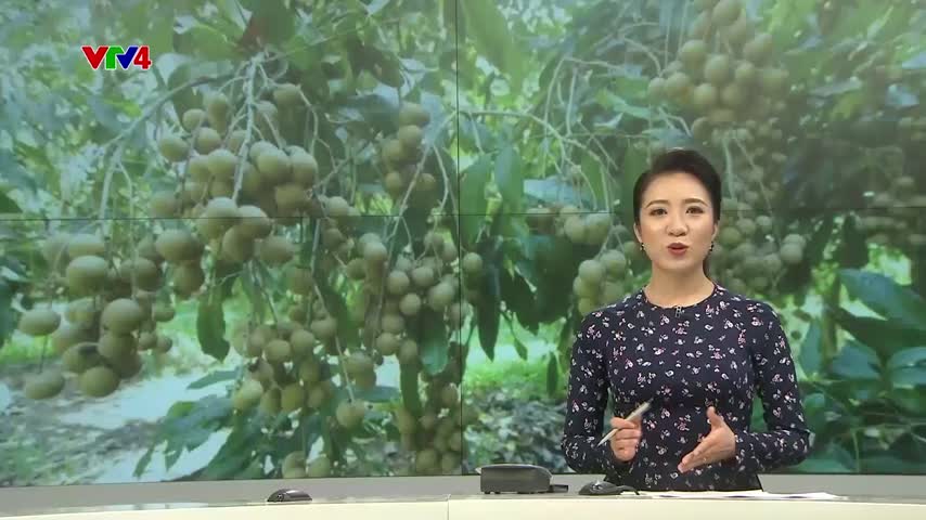 Sản xuất theo quy chuẩn để xuất khẩu tại vùng nhãn
