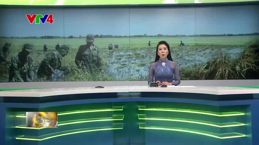 Lực lượng vũ trang giúp dân thu hoạch lúa chạy lũ