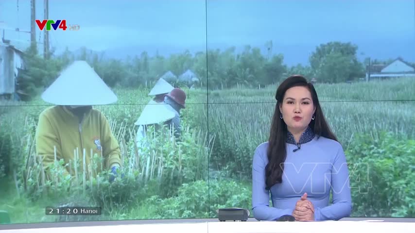 Nông dân trồng hoa gặp khó khăn do dịch COVID-19