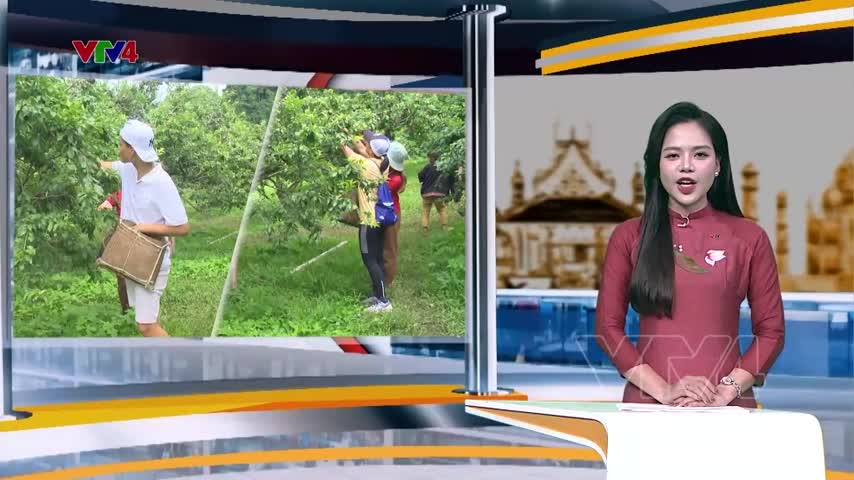 Trải nghiệm hái mận tại vườn hút khách du lịch